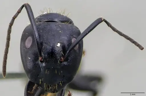 Camponotus vagus specimen ANTWEB1060047 image antweb1060047_2