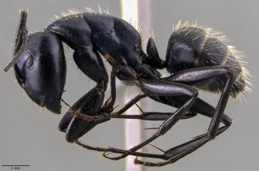 Camponotus vagus specimen ANTWEB1060047 image antweb1060047_3