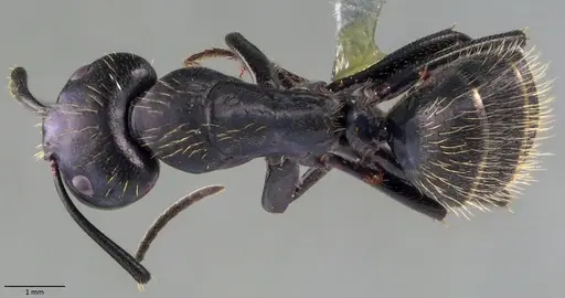 Camponotus vagus specimen ANTWEB1060048 image antweb1060048_1