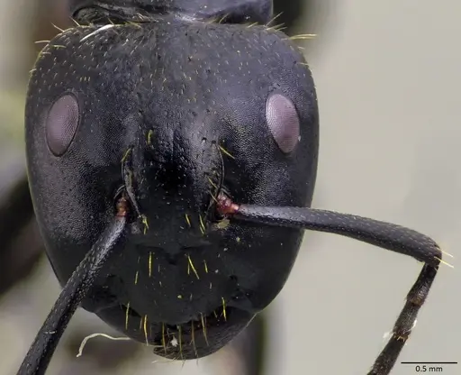 Camponotus vagus specimen ANTWEB1060048 image antweb1060048_2