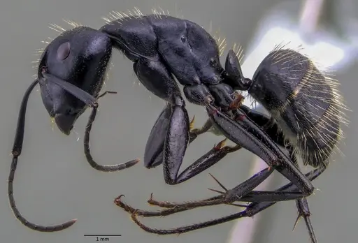 Camponotus vagus specimen ANTWEB1060048 image antweb1060048_3