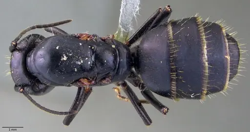 Camponotus vagus specimen ANTWEB1060049 image antweb1060049_1