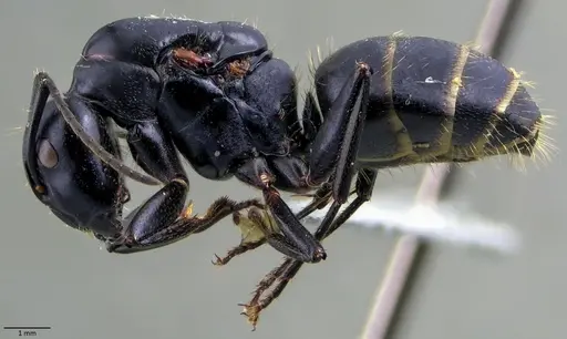 Camponotus vagus specimen ANTWEB1060049 image antweb1060049_3
