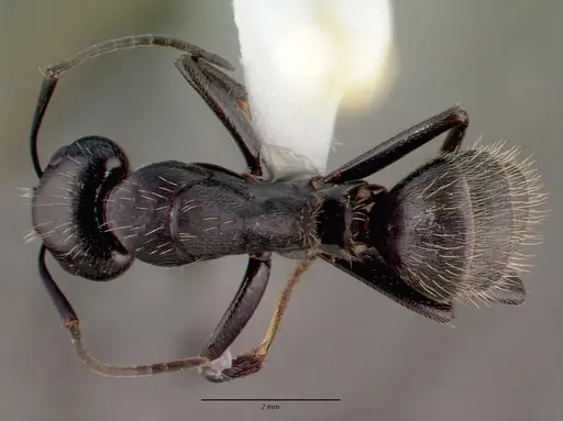 Camponotus vagus specimen CASENT0008640 image casent0008640_1