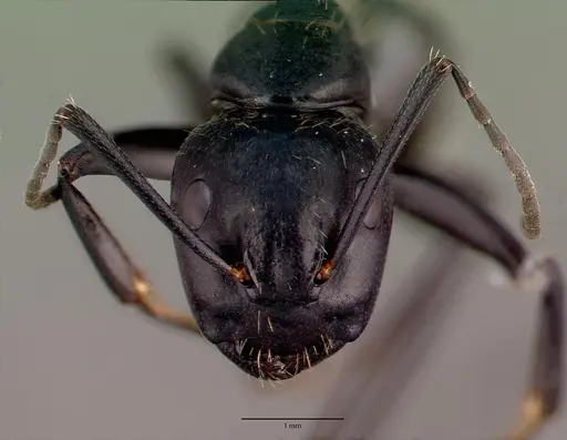 Camponotus vagus specimen CASENT0008640 image casent0008640_2