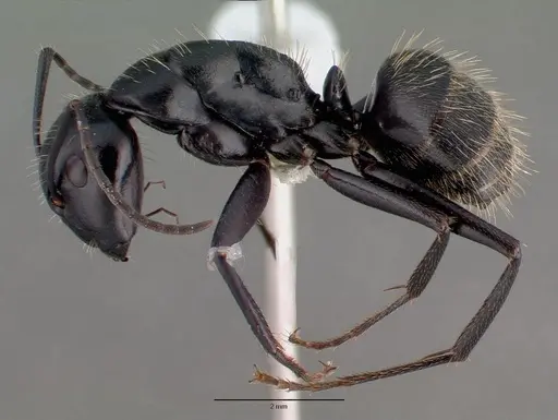 Camponotus vagus specimen CASENT0008640 image casent0008640_3