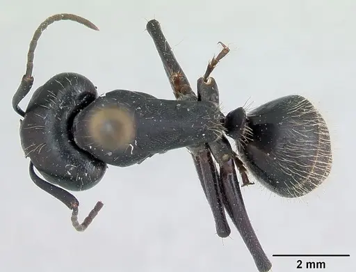 Camponotus vagus specimen CASENT0103335 image casent0103335_1