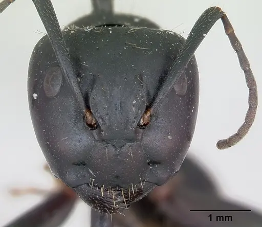 Camponotus vagus specimen CASENT0103335 image casent0103335_2