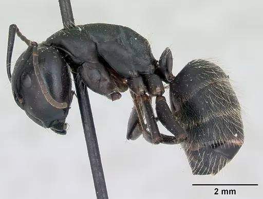 Camponotus vagus specimen CASENT0103335 image casent0103335_3