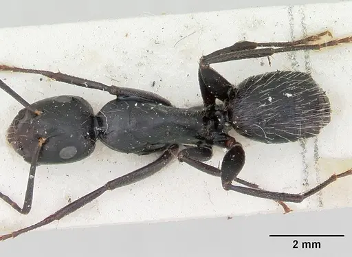 Camponotus vagus specimen CASENT0103337 image casent0103337_1