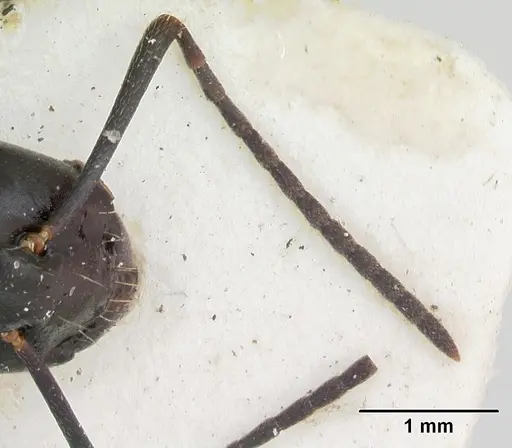 Camponotus vagus specimen CASENT0103337 image casent0103337_2
