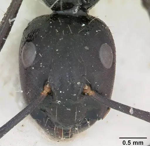 Camponotus vagus specimen CASENT0103337 image casent0103337_3