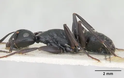 Camponotus vagus specimen CASENT0103337 image casent0103337_4