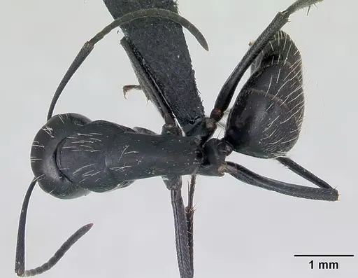 Camponotus vagus specimen CASENT0173860 image casent0173860_1