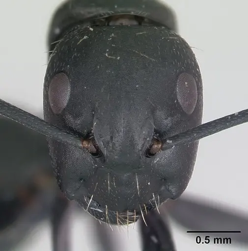 Camponotus vagus specimen CASENT0173860 image casent0173860_2