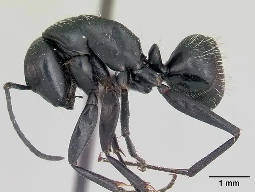 Camponotus vagus specimen CASENT0173860 image casent0173860_3
