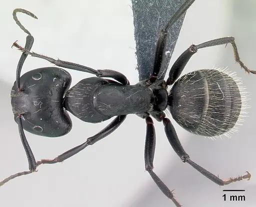 Camponotus vagus specimen CASENT0179913 image casent0179913_1