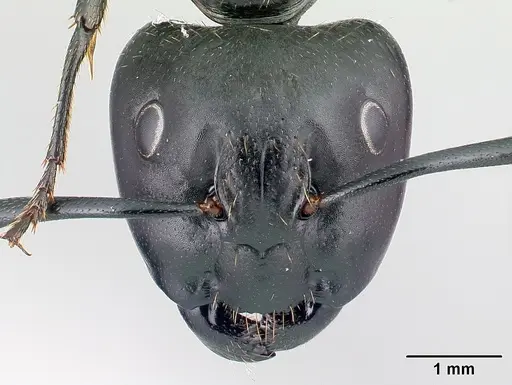 Camponotus vagus specimen CASENT0179913 image casent0179913_2