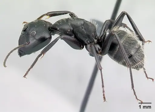 Camponotus vagus specimen CASENT0179913 image casent0179913_3