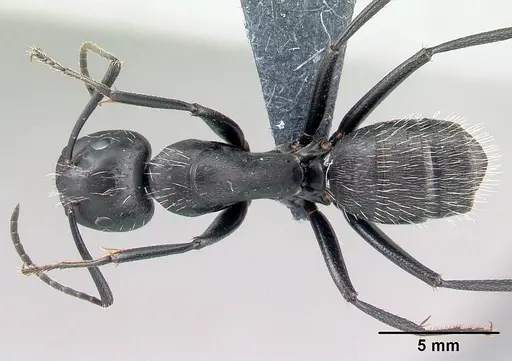 Camponotus vagus specimen CASENT0179914 image casent0179914_1
