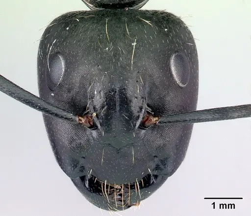 Camponotus vagus specimen CASENT0179914 image casent0179914_2