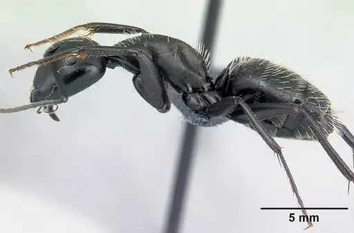Camponotus vagus specimen CASENT0179914 image casent0179914_3