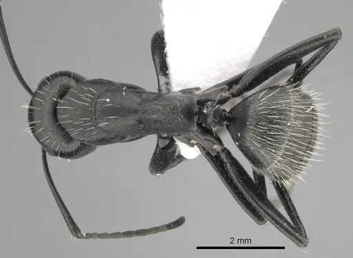 Camponotus vagus specimen CASENT0249420 image casent0249420_1