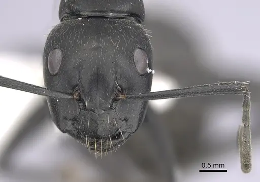 Camponotus vagus specimen CASENT0249420 image casent0249420_2