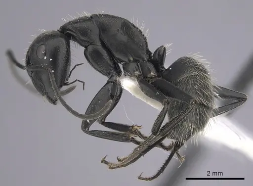 Camponotus vagus specimen CASENT0249420 image casent0249420_3
