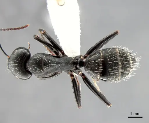 Camponotus vagus specimen CASENT0882002 image casent0882002_1
