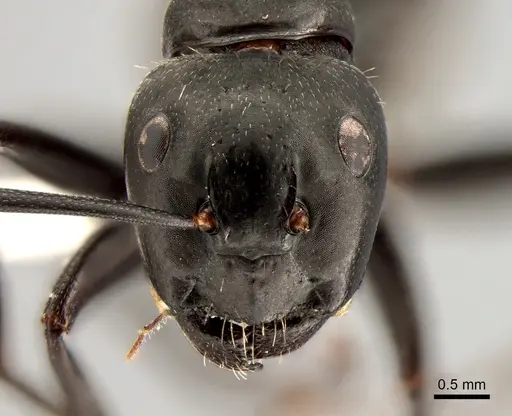 Camponotus vagus specimen CASENT0882002 image casent0882002_2