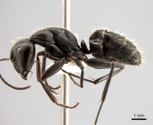 Camponotus vagus specimen CASENT0882002 image casent0882002_3