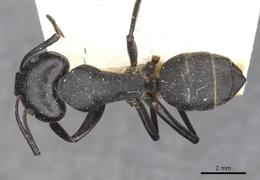 Camponotus vagus specimen CASENT0909957 image casent0909957_1