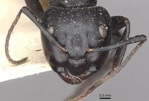 Camponotus vagus specimen CASENT0909957 image casent0909957_2