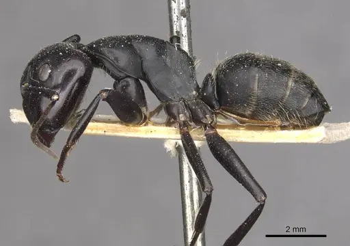 Camponotus vagus specimen CASENT0909957 image casent0909957_3