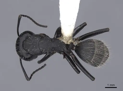 Camponotus vagus specimen FMNHINS0000045946 image fmnhins0000045946_1
