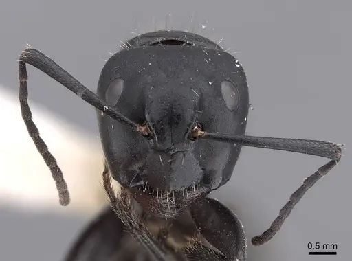 Camponotus vagus specimen FMNHINS0000045946 image fmnhins0000045946_2