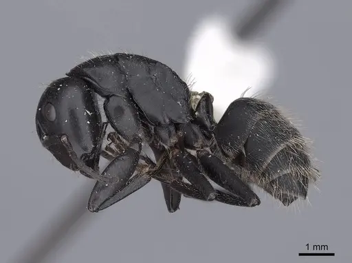Camponotus vagus specimen FMNHINS0000045946 image fmnhins0000045946_3