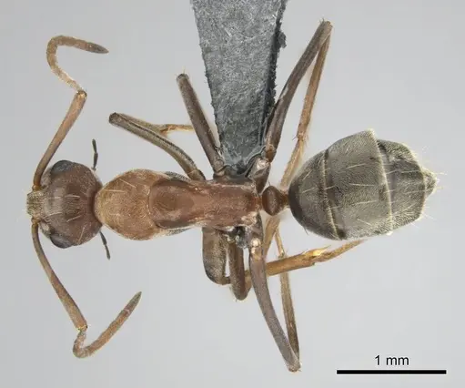 Camponotus valdeziae specimen CASENT0252707 image casent0252707_1