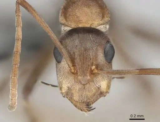 Camponotus valdeziae specimen CASENT0252707 image casent0252707_3