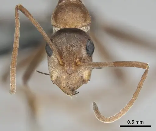 Camponotus valdeziae specimen CASENT0252707 image casent0252707_4