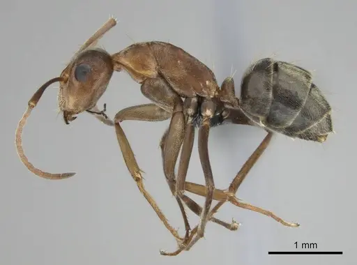 Camponotus valdeziae specimen CASENT0252707 image casent0252707_5