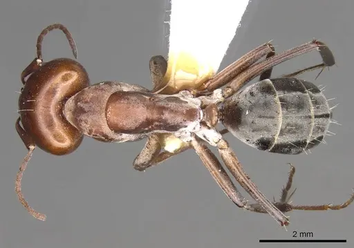 Camponotus valdeziae specimen CASENT0906894 image casent0906894_1