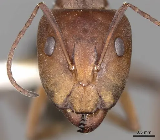 Camponotus valdeziae specimen CASENT0906894 image casent0906894_2