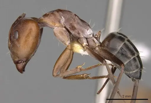 Camponotus valdeziae specimen CASENT0906894 image casent0906894_3