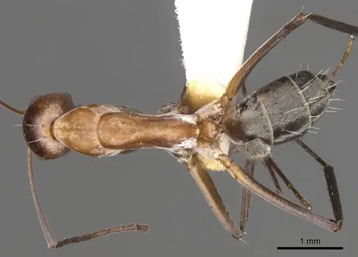 Camponotus valdeziae specimen CASENT0906895 image casent0906895_1