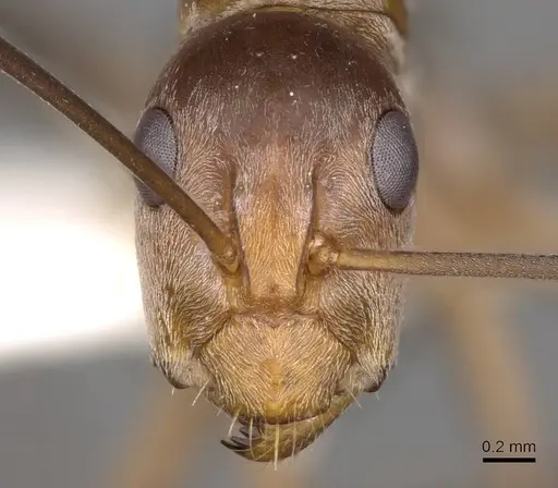 Camponotus valdeziae specimen CASENT0906895 image casent0906895_2