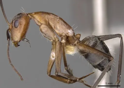 Camponotus valdeziae specimen CASENT0906895 image casent0906895_3