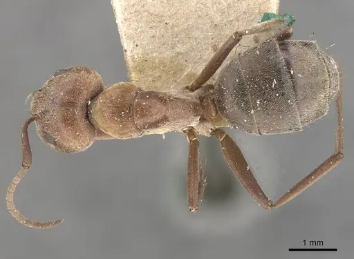 Camponotus valdeziae specimen CASENT0910331 image casent0910331_1