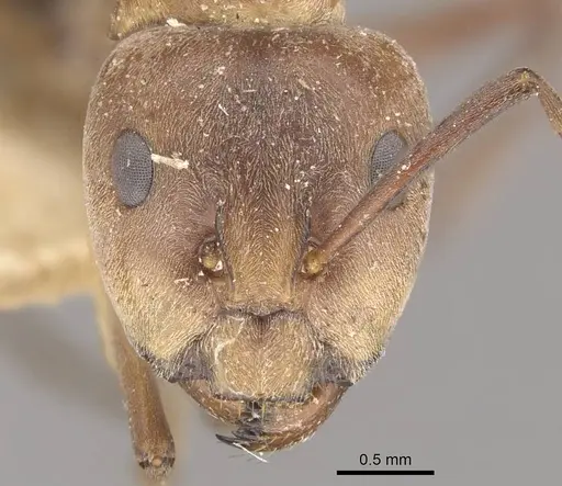 Camponotus valdeziae specimen CASENT0910331 image casent0910331_2